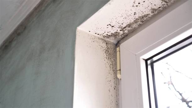 Best Residential Mold Removal  in Slaton, TX