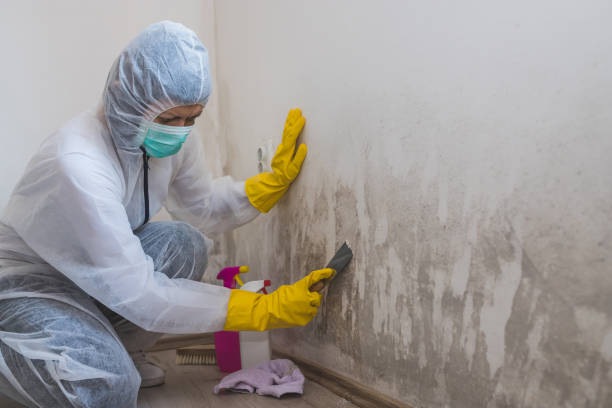 Office Mold Removal Services in Slaton, TX