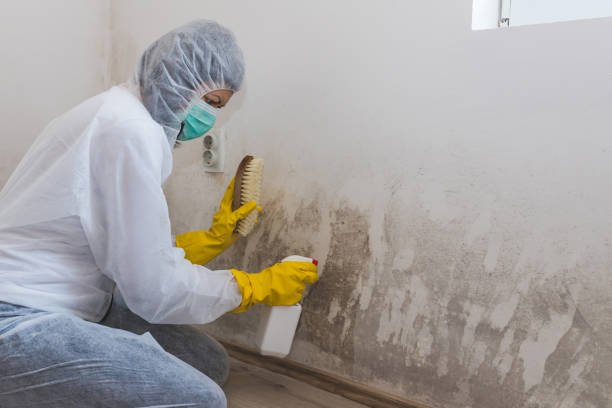 Best Local Mold Removal Service  in Slaton, TX