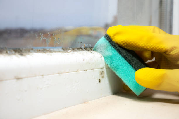 Professional Mold Removal in Slaton, TX