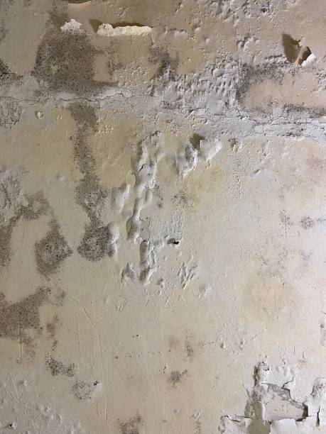 Best Mold Remediation  in Slaton, TX