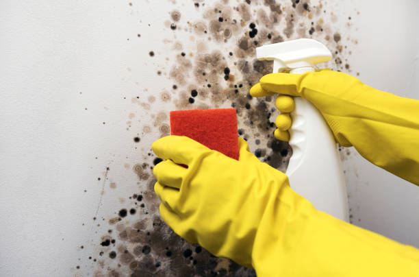 Best Same-Day Mold Removal  in Slaton, TX