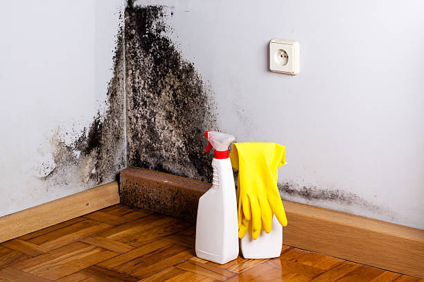 Best Crawl Space Mold Removal  in Slaton, TX