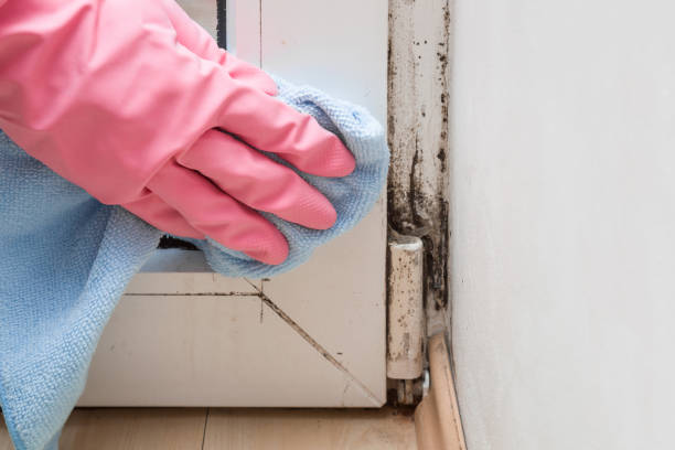 Mold Testing and Removal in Slaton, TX